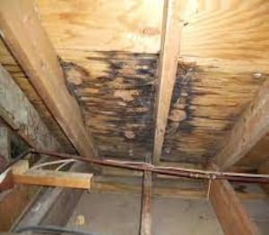 Things to do when your roof is leaking_look for water leaks in your attic